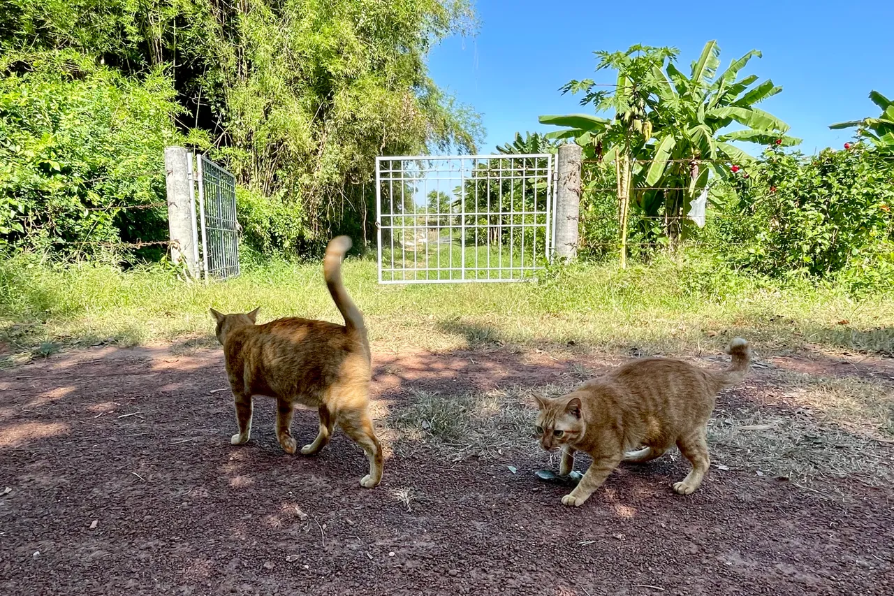 Happy Caturday my orange cat has migrated to my neighbours’ house.
