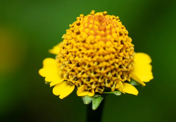 Yellow Acmella paniculata
