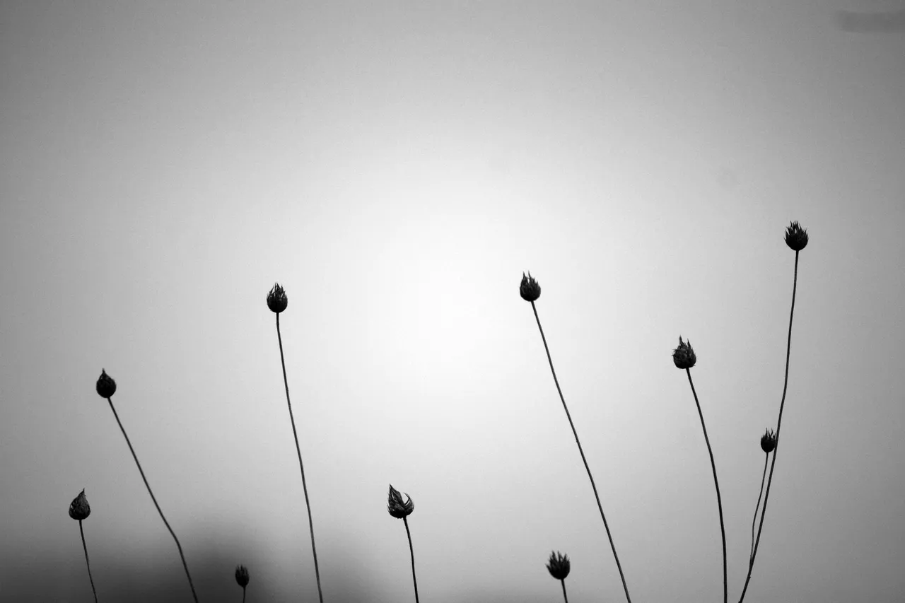 seeds_10.jpg