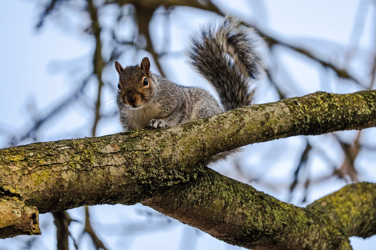 A grey squirrel looks at the camera from a high branch