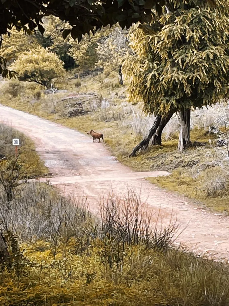 warthog.jpeg