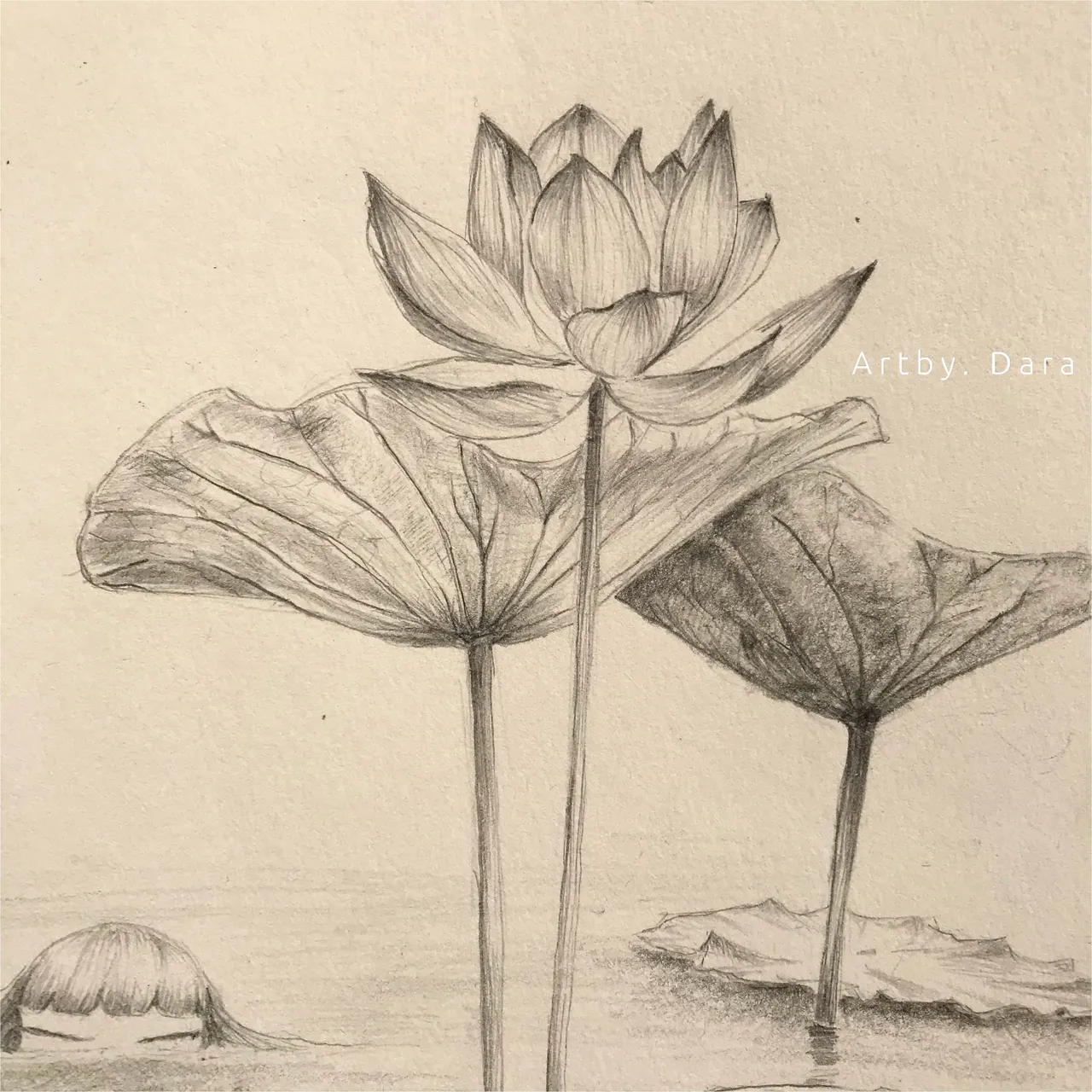 How to draw beautiful lotus flower with pencil || Muskan drawing and art ||  - YouTube