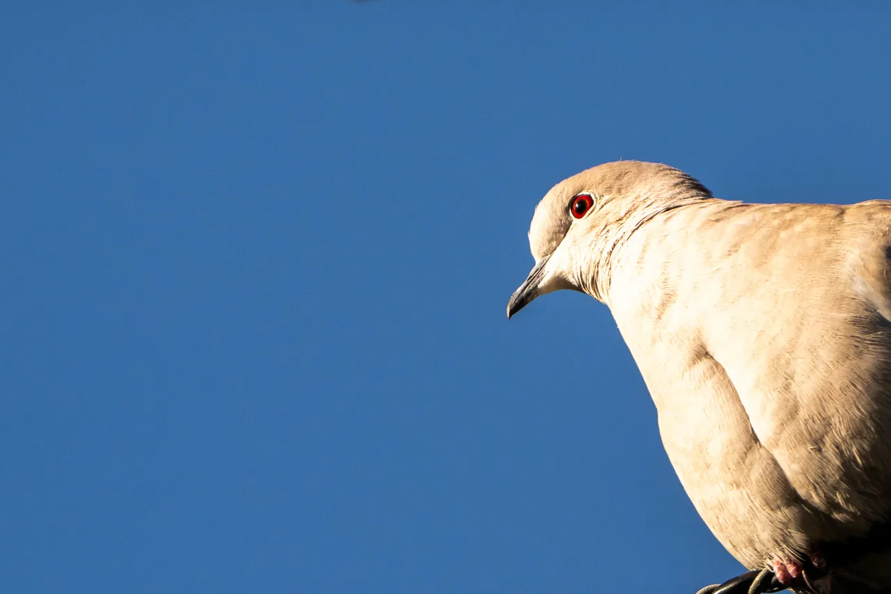 Close up of Collared Dove's red eyes