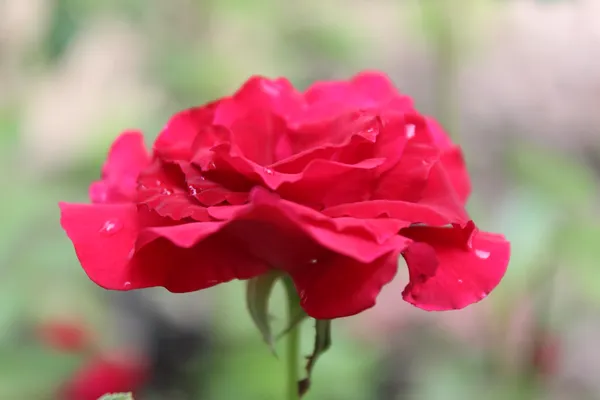 photography-19-pictures-of-red-roses