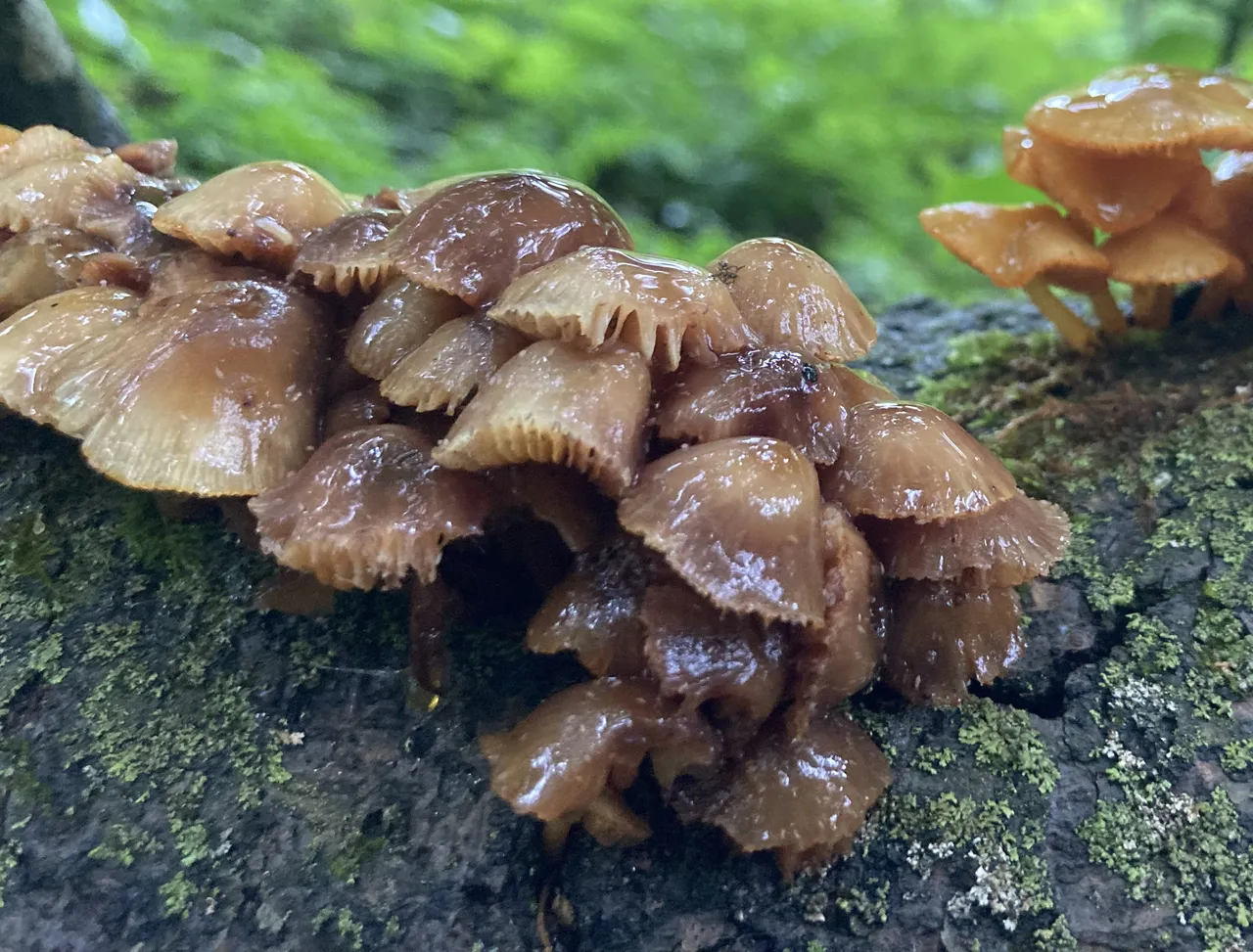 Brown slime