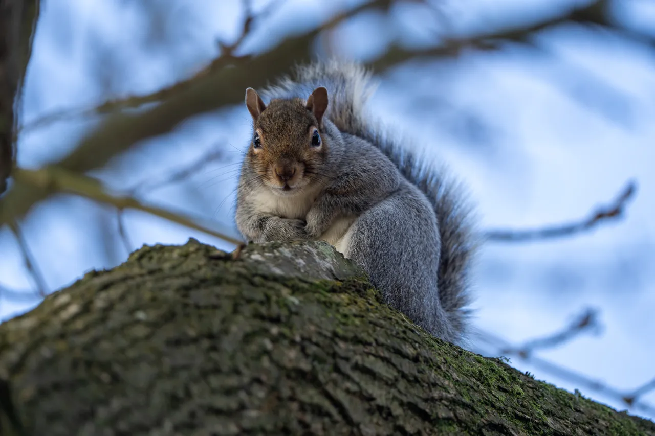 Cute squirrels looks at camera from above