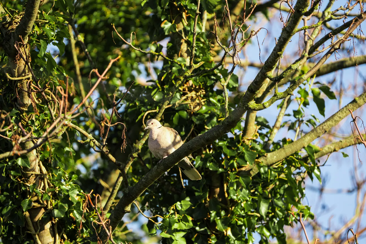 Collar Dove in ivy-laden branches of a tree in winter