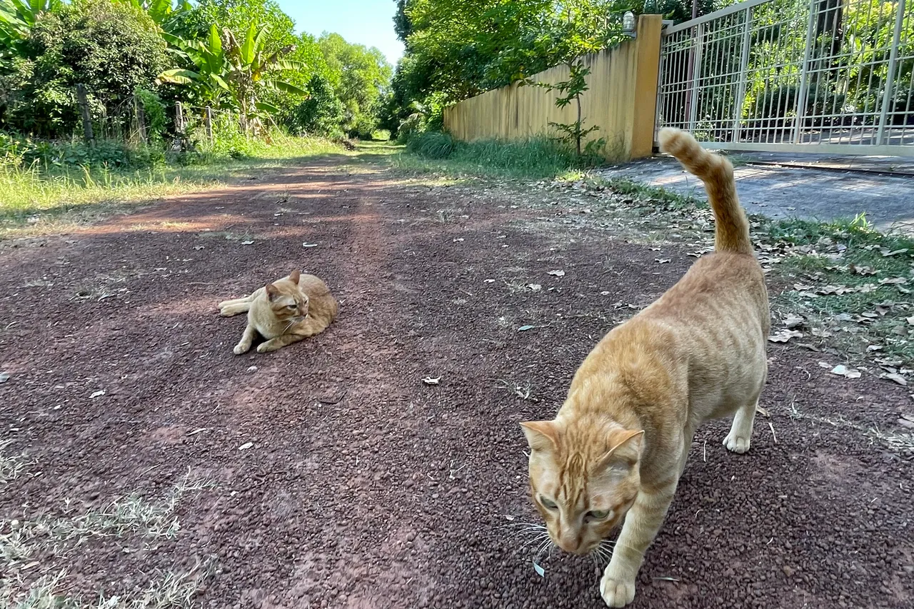Happy Caturday my orange cat has migrated to my neighbours’ house.