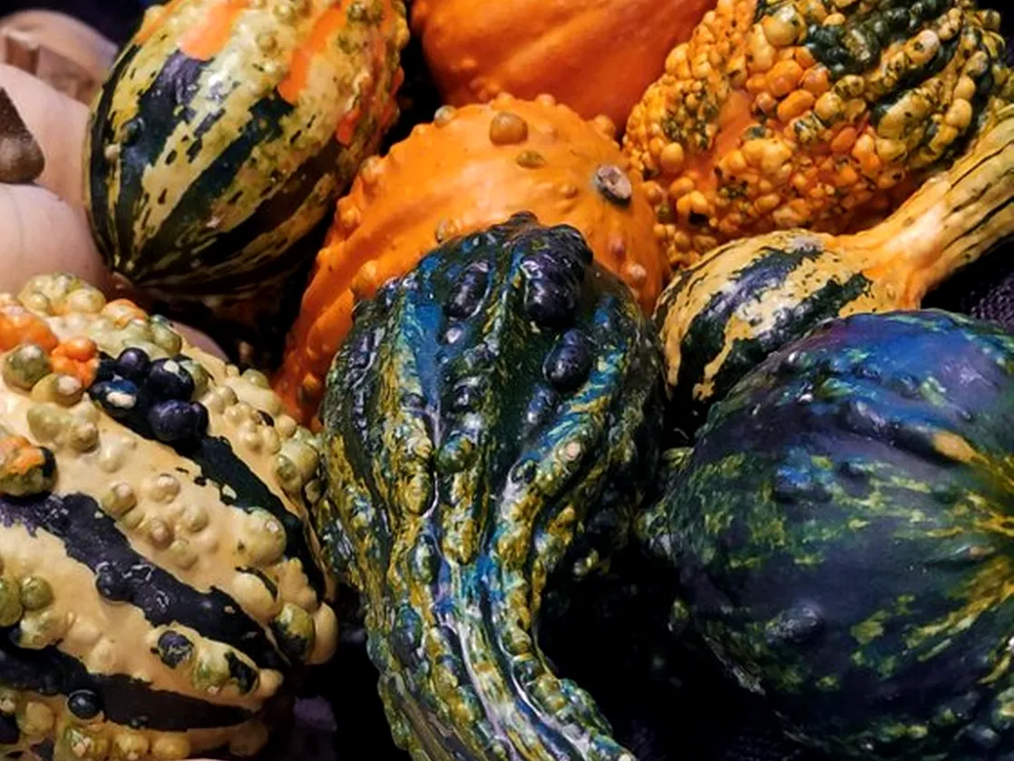 gourds_2.png