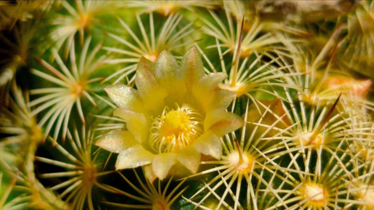 cactus_1.jpg
