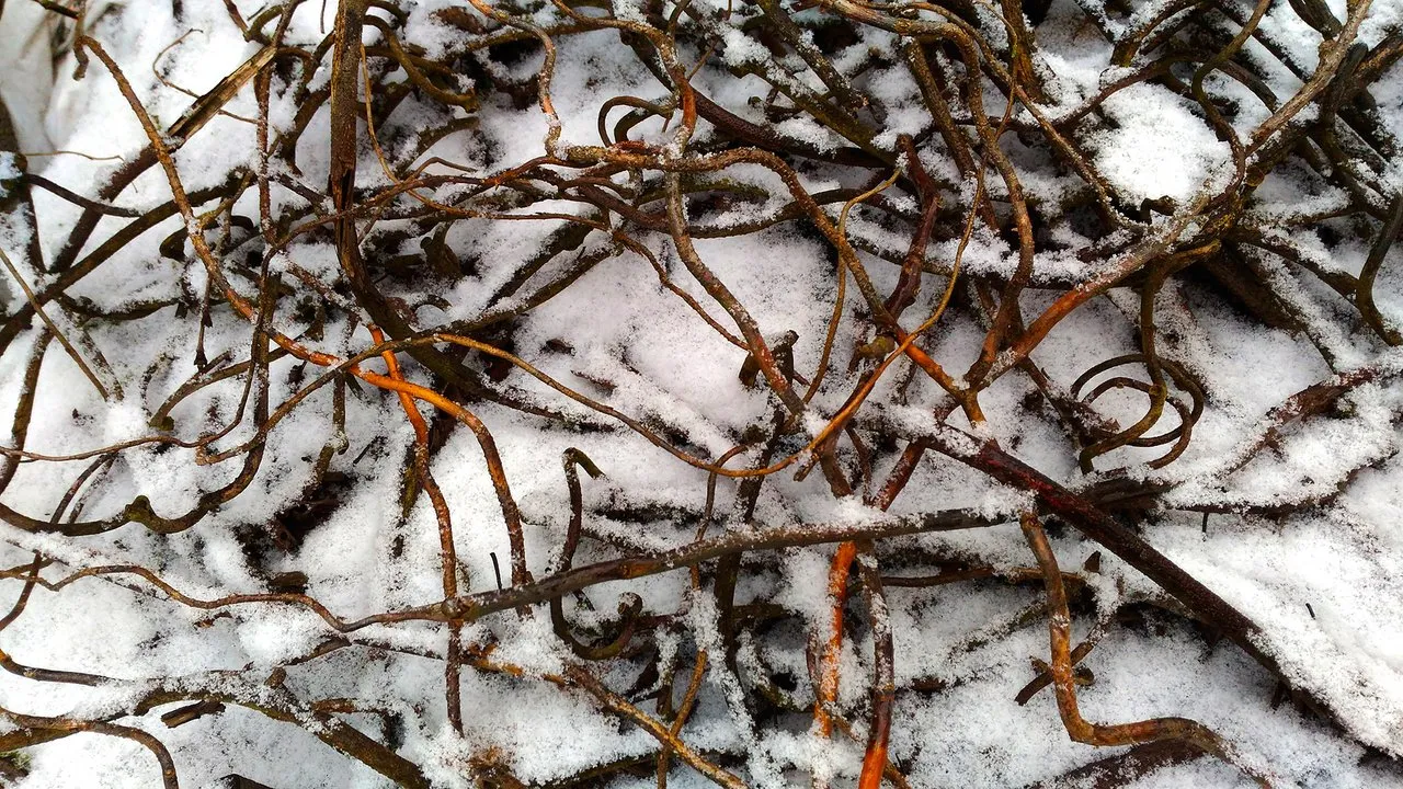 winter20.jpg