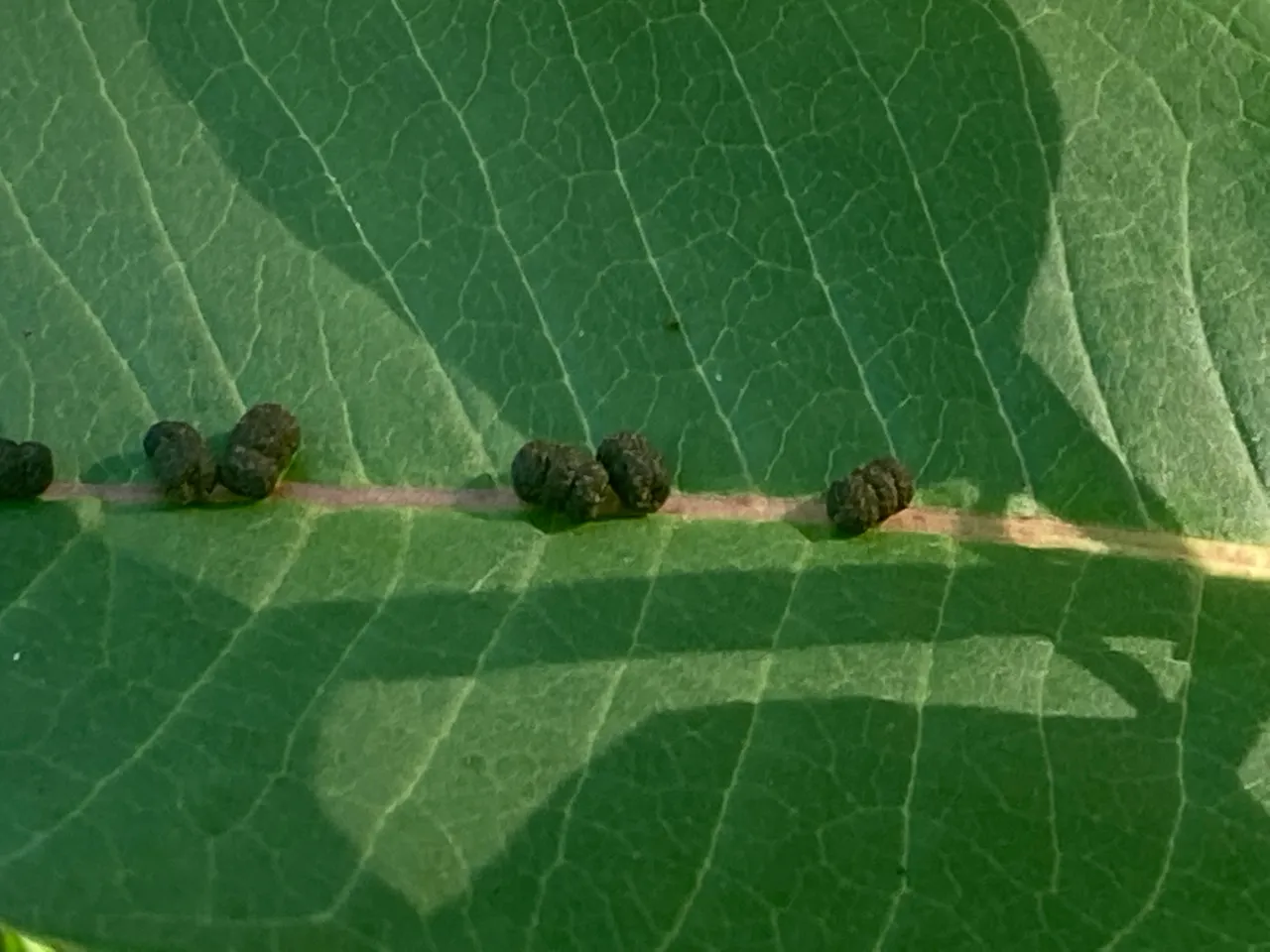 Monarch Caterpillar scat