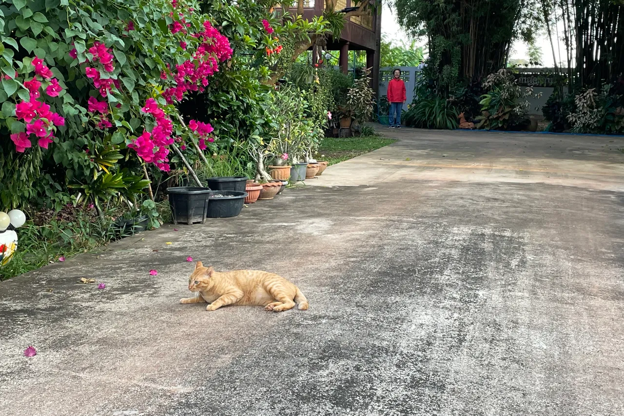 Happy Caturday my orange cat has migrated to my neighbours’ house.
