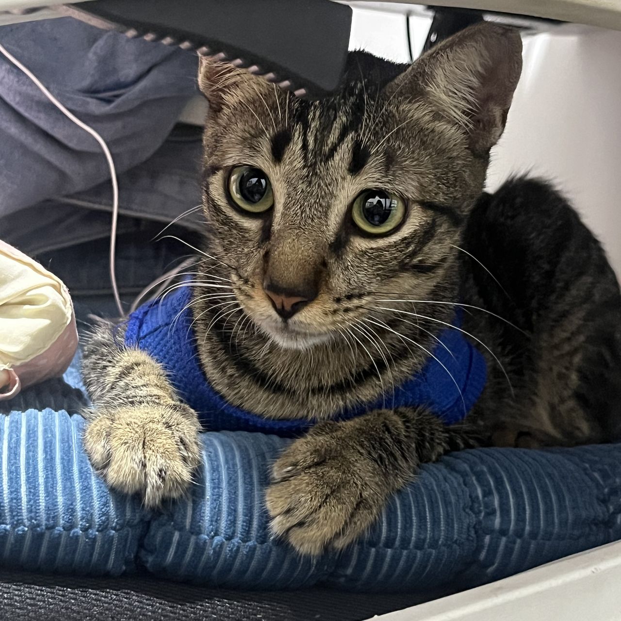 first time posting my cat here.. kinda nervous (˵ ¬ᴗ¬˵)