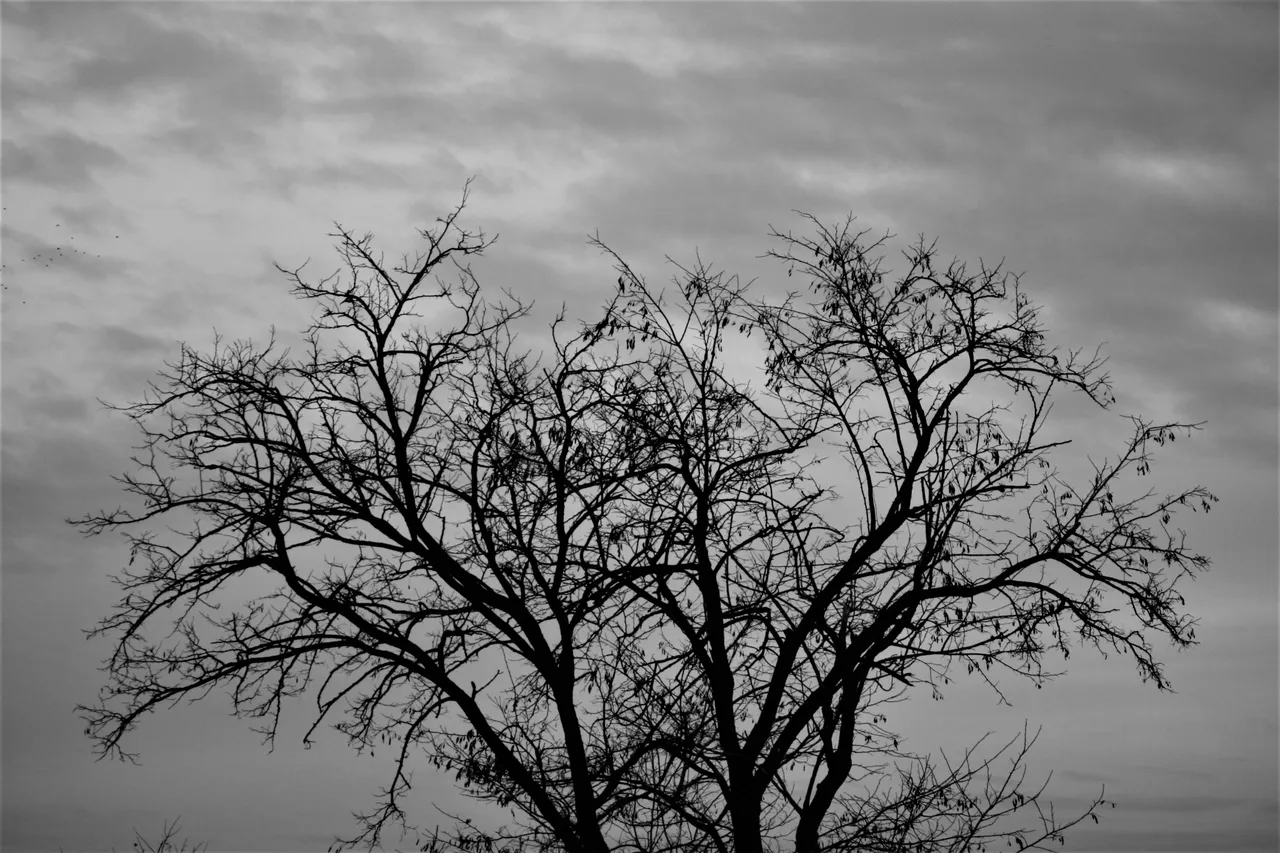 trees_16.jpg