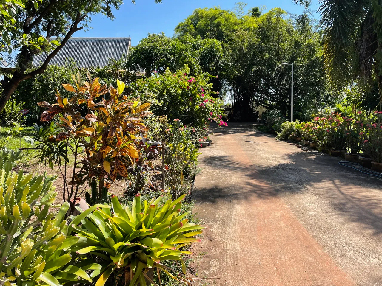 Happy Caturday my orange cat has migrated to my neighbours’ house.