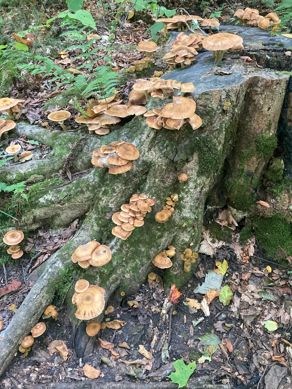 Mushroom village