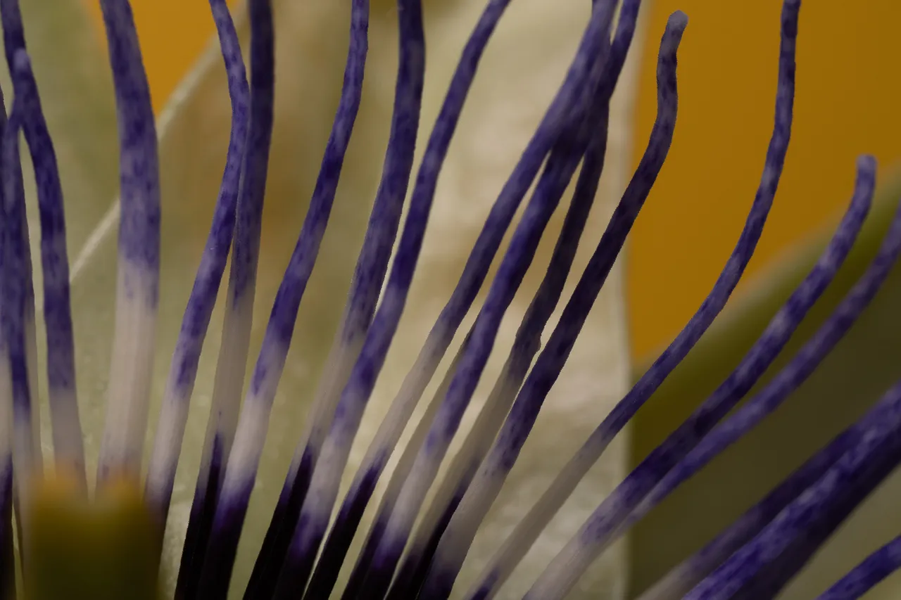 Close-up shot of blue filaments radiating out from the centre of the flower head
