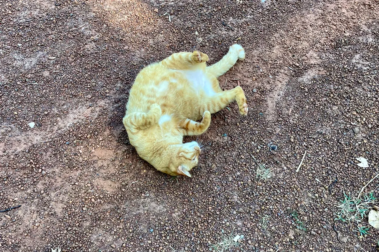 Happy Caturday my orange cat has migrated to my neighbours’ house.