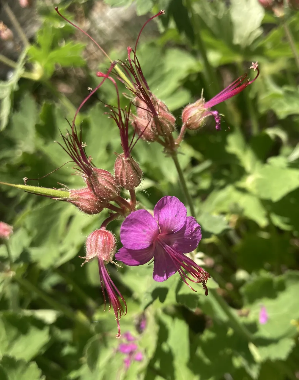 Sweet Geranium