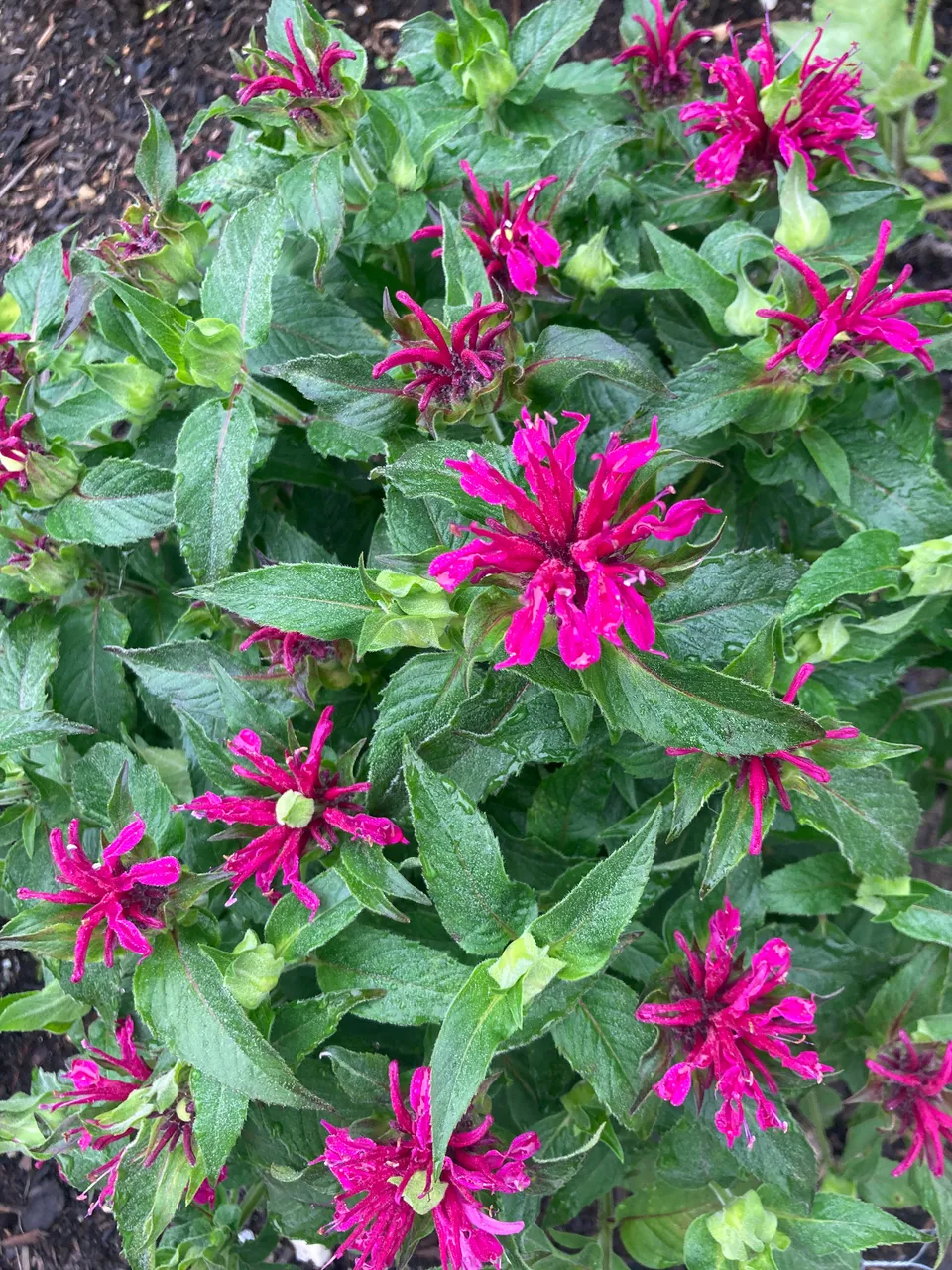 Bee Balm