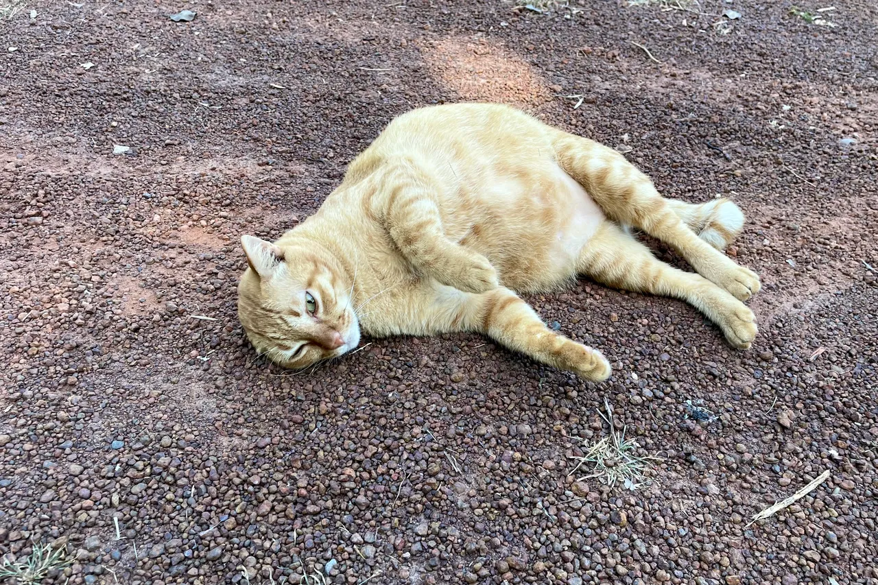 Happy Caturday my orange cat has migrated to my neighbours’ house.