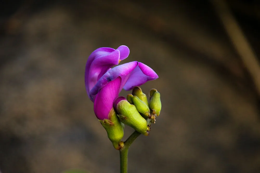 img_5003.jpg