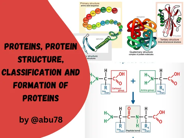 Proteins, Protein structure, Classification of proteins and how Pro...