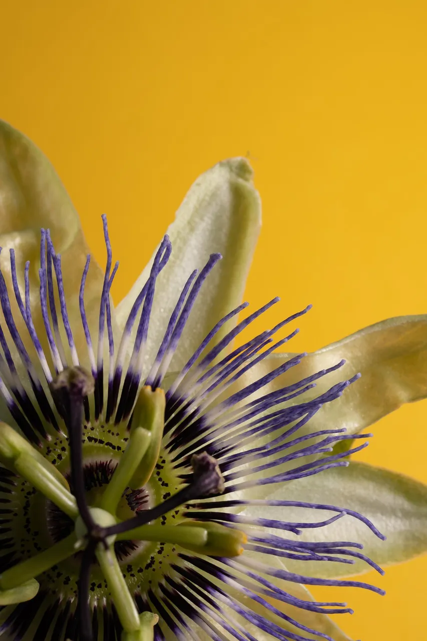 Macroshot of the passion flower on a yellow background