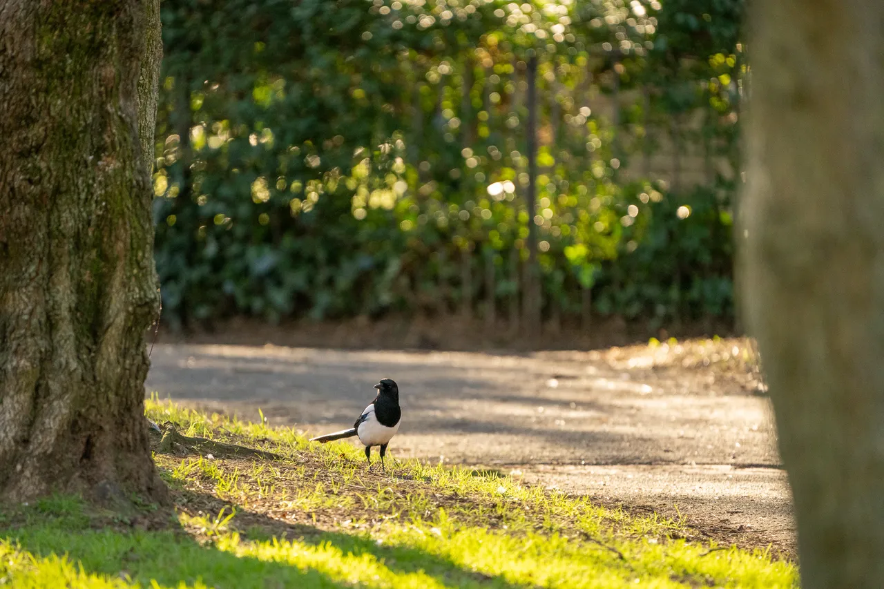 A magpie by a path