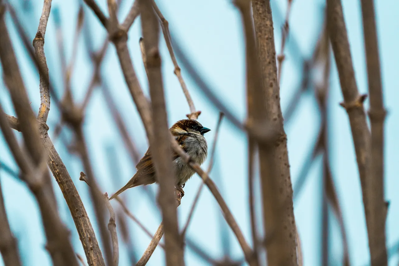 Male House Sparrow sits in a bare bush in winter