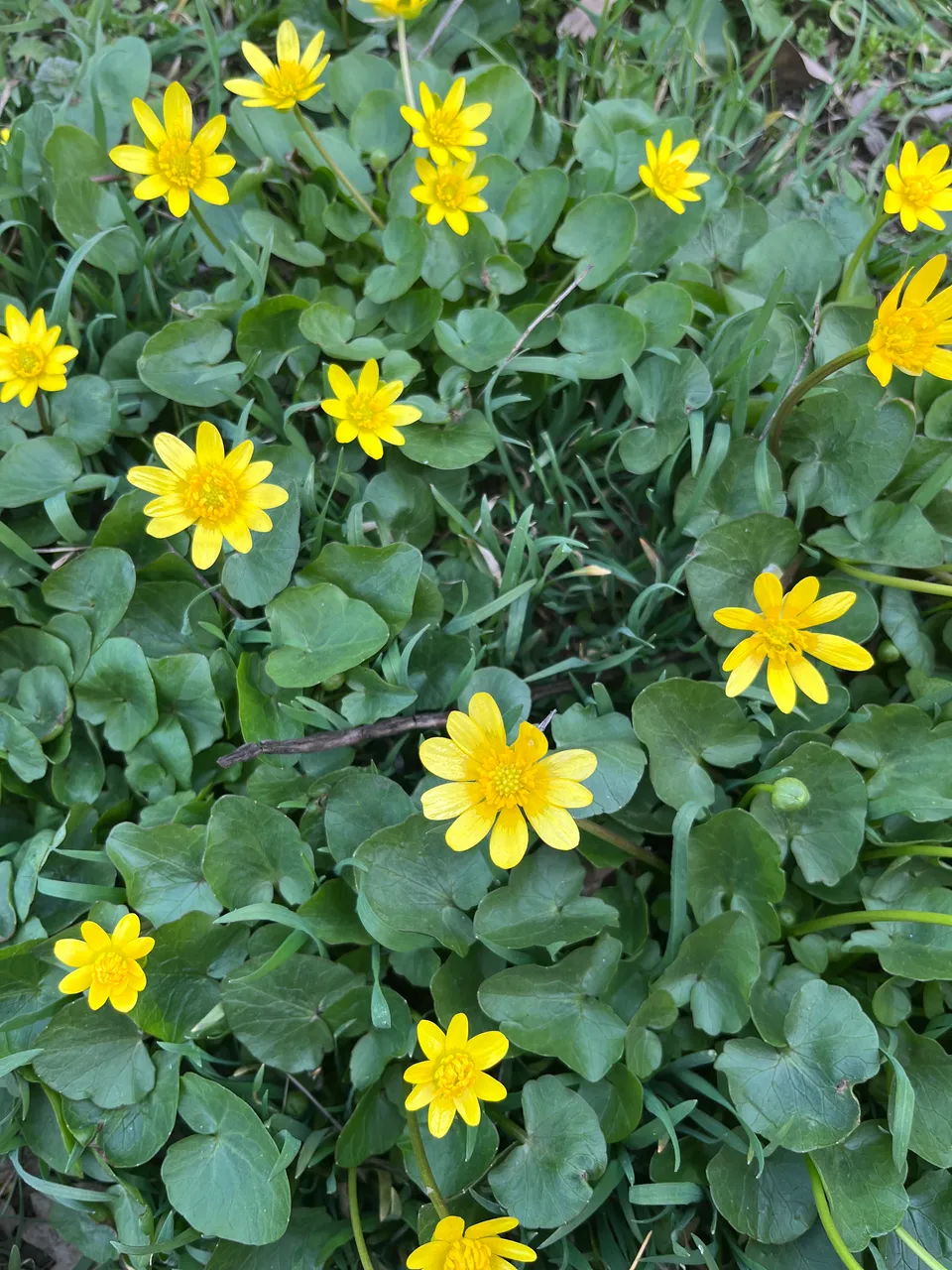 IMG_1696.jpeg