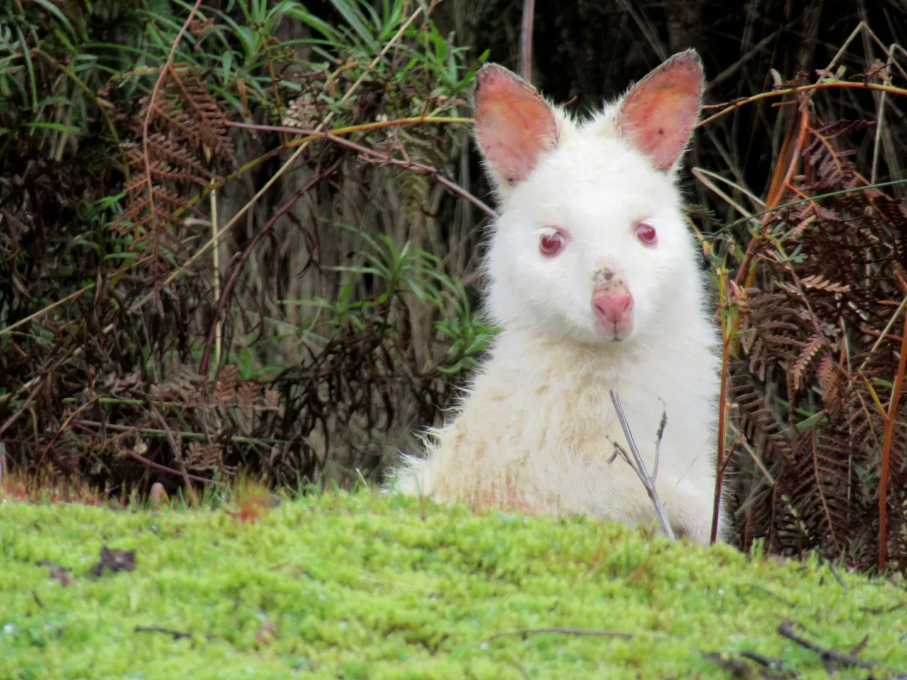 Bruny Island
