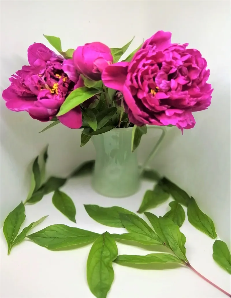 peony 3.jpg