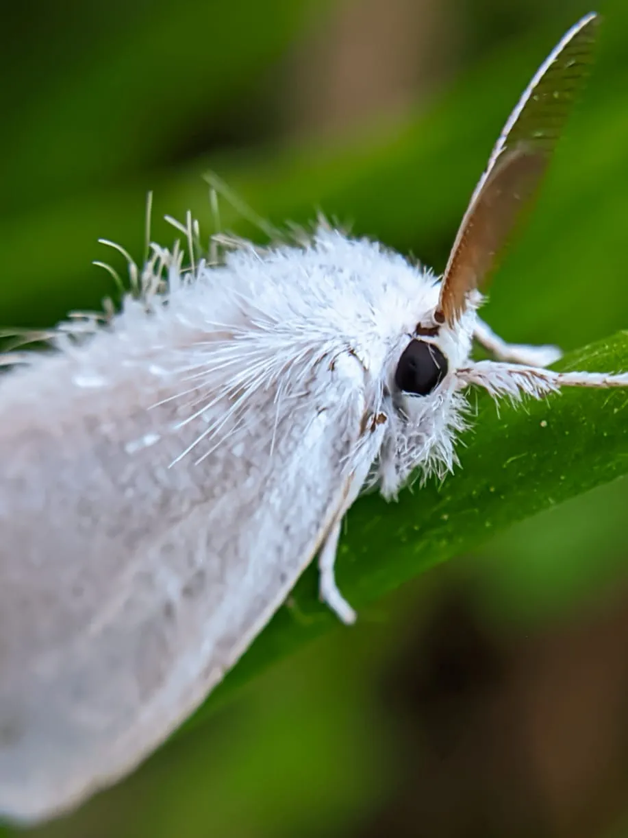 moth (6).jpeg