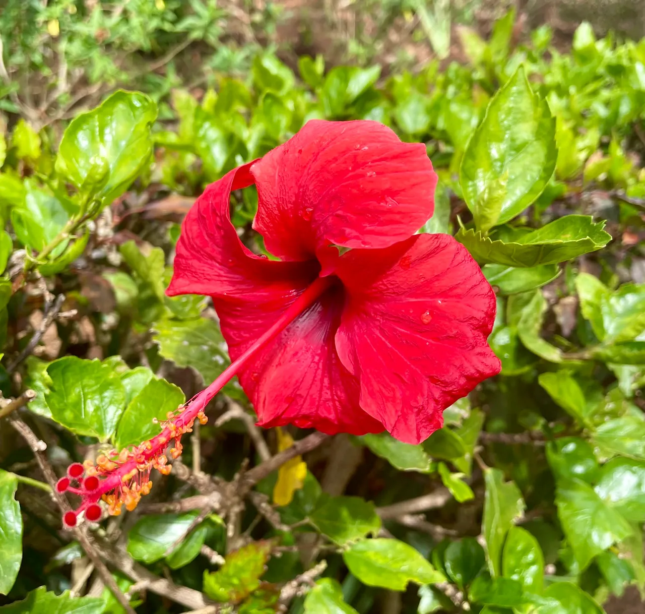 IMG_3804.jpeg