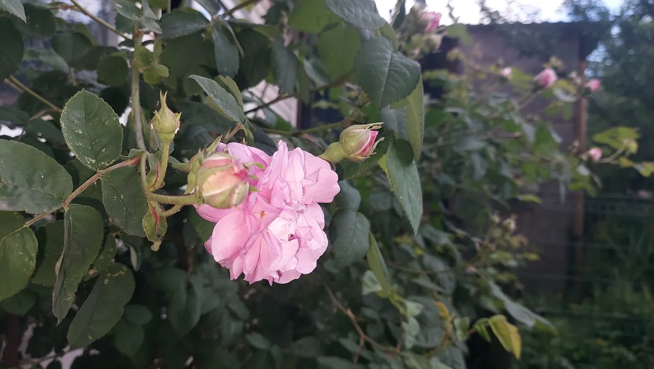IMG_9707.jpeg