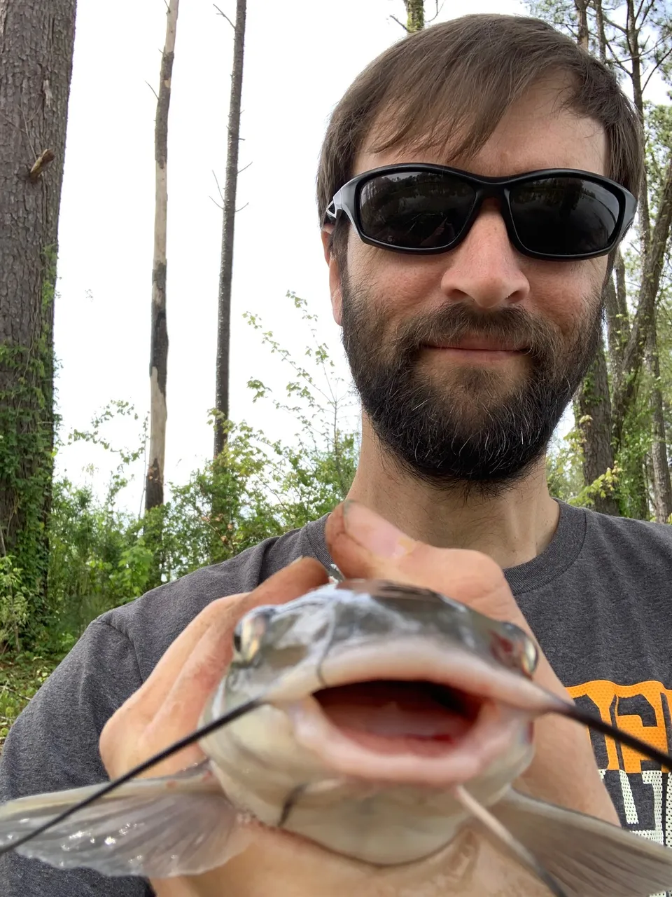 catfish2.jpeg