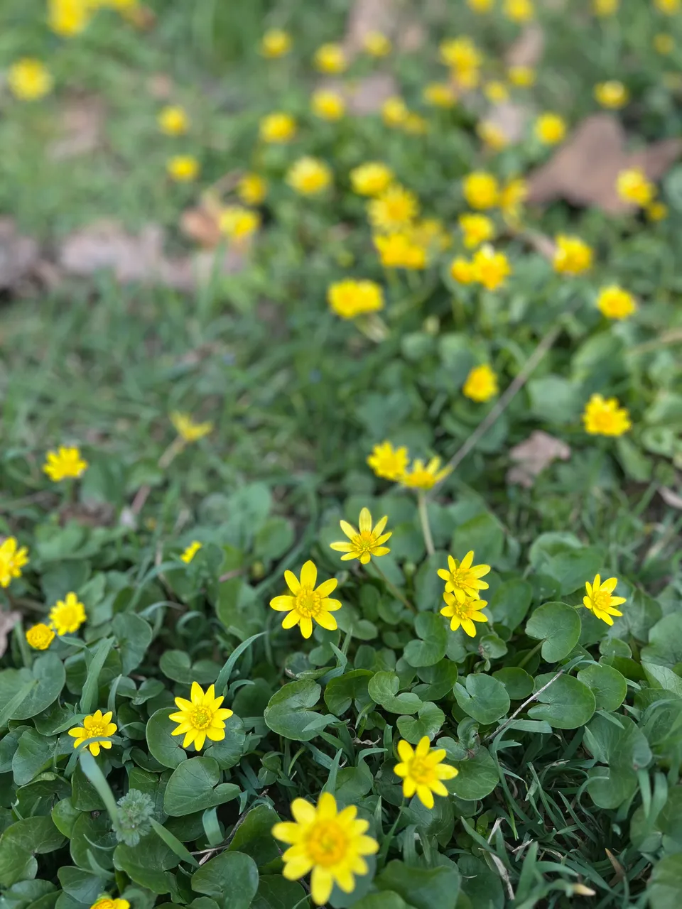 IMG_1700.jpeg
