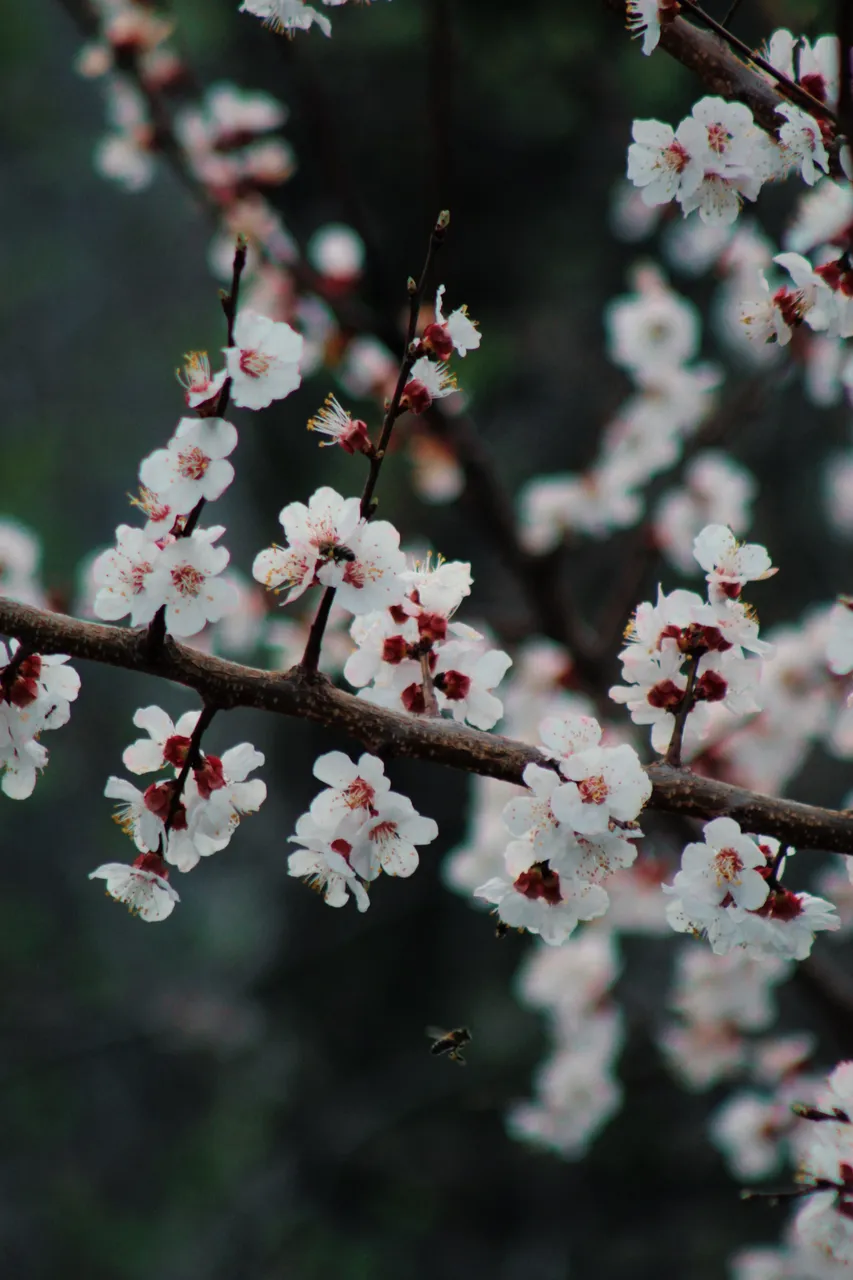 IMG_1731.jpeg