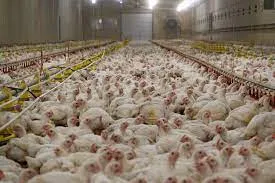 chickens.jpeg