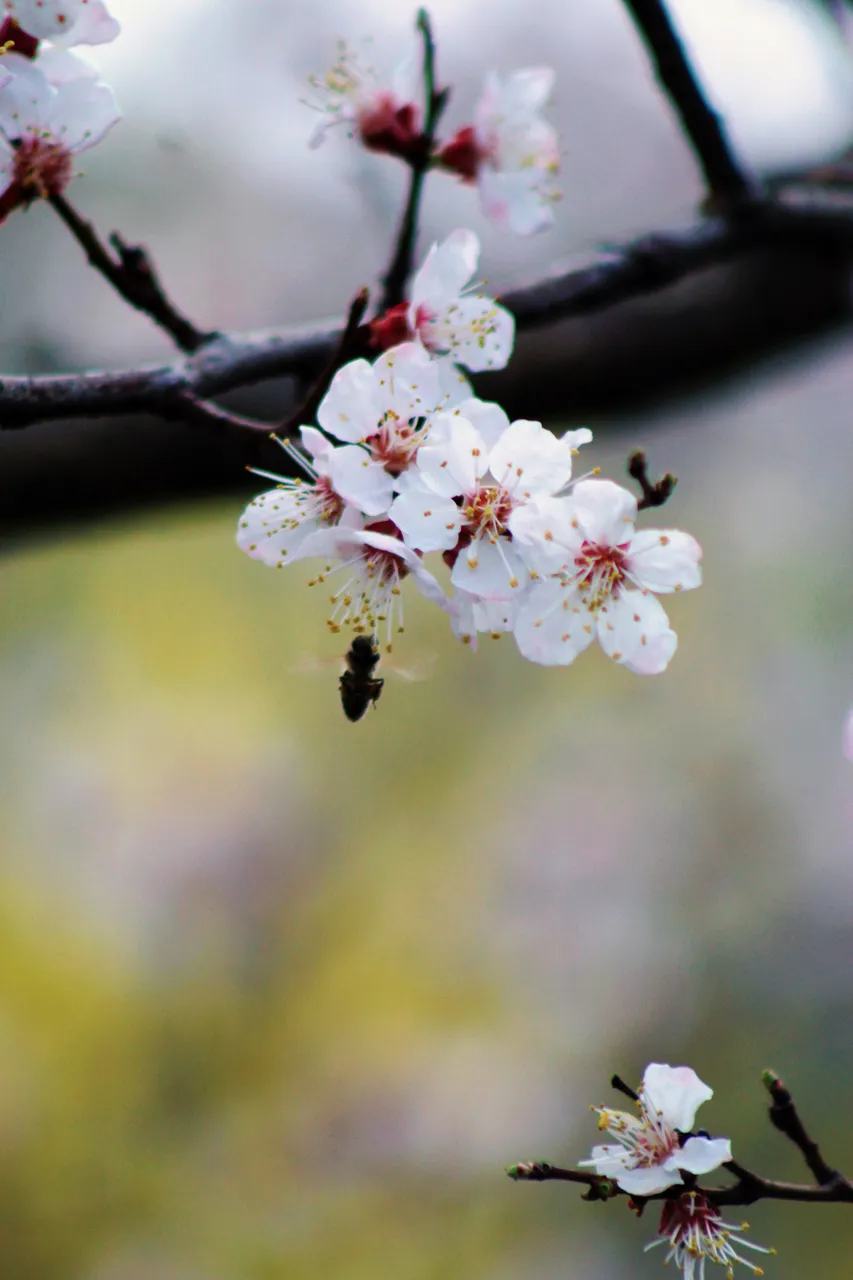 IMG_1732.jpeg