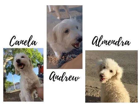 Mascotas2.jpg