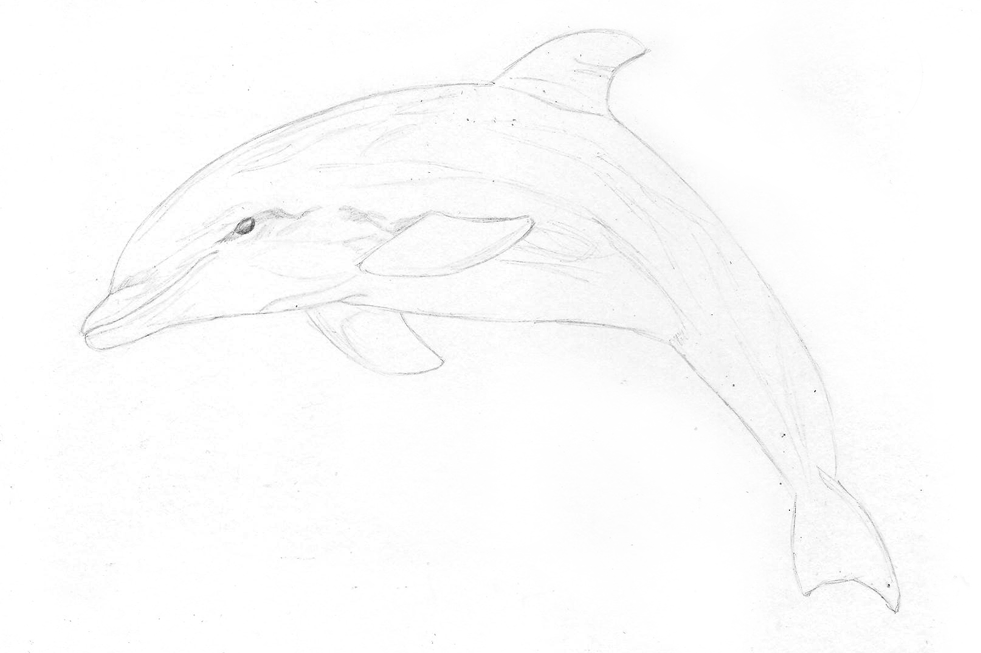 Dolphin-1.gif