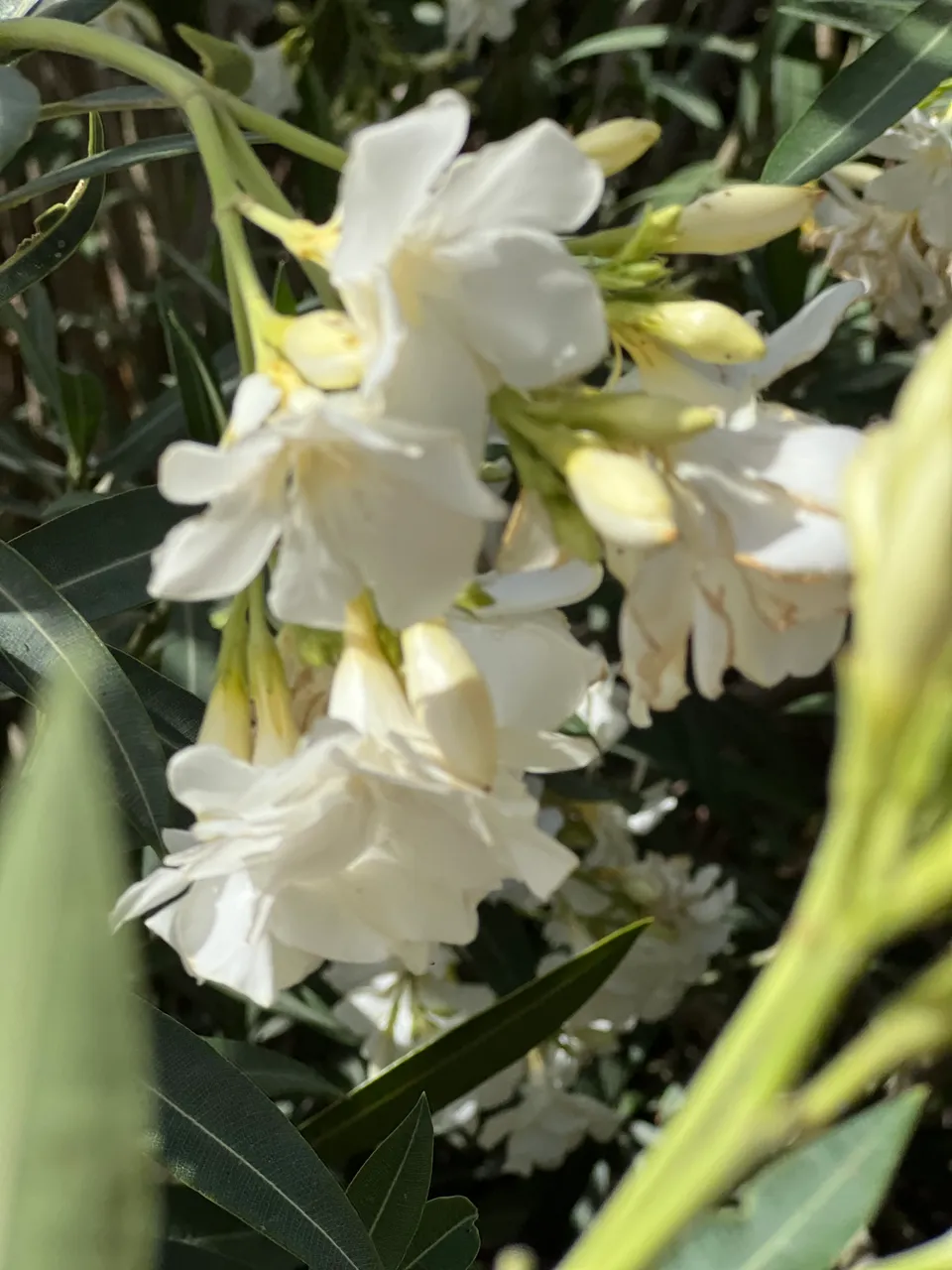 IMG_8277.jpeg