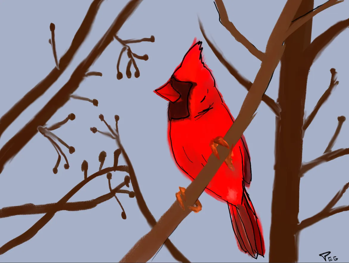 cardinal2.PNG