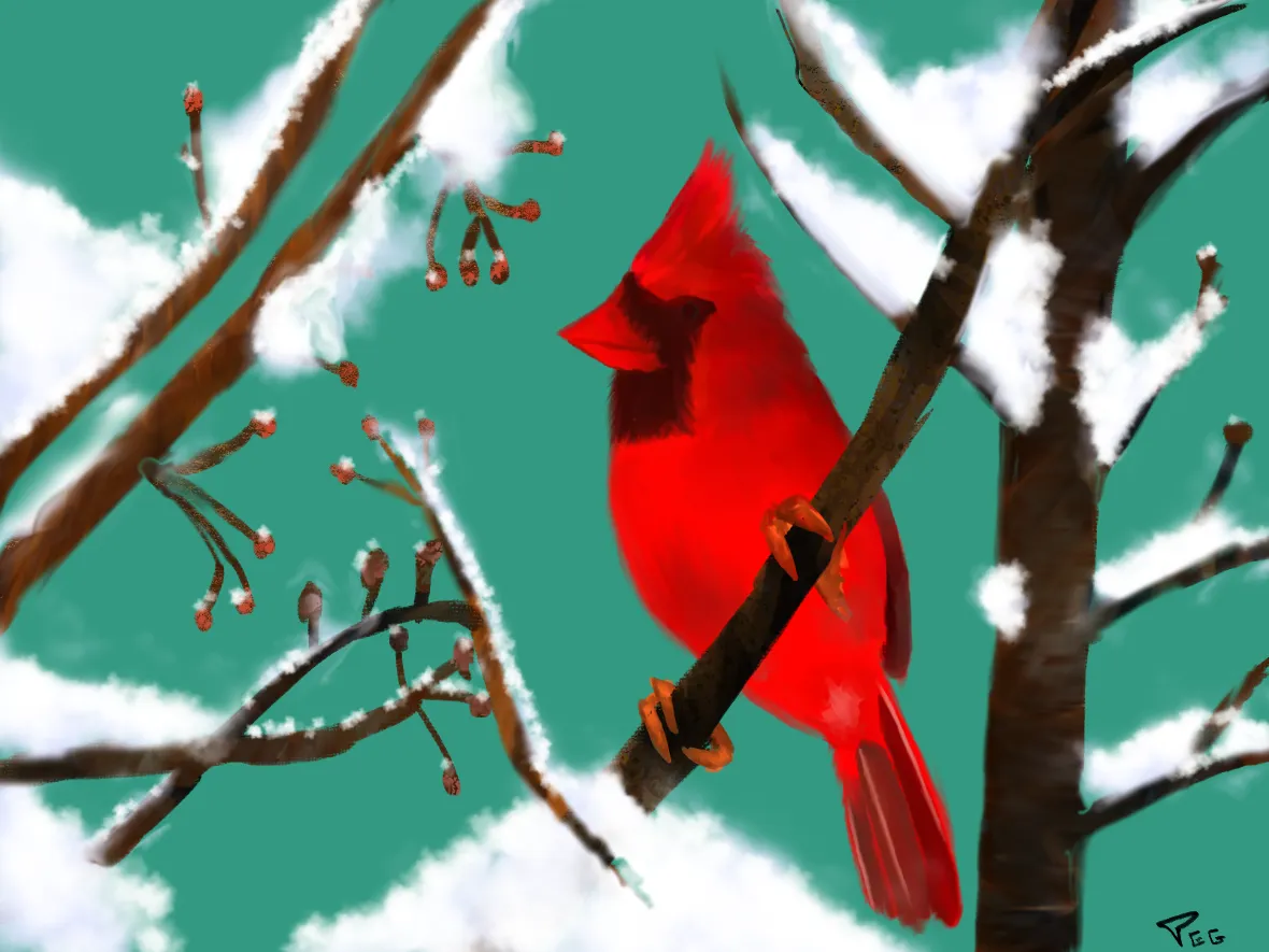 cardinal1.PNG