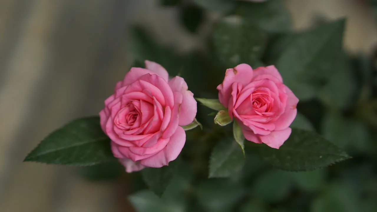 DSC03715b.jpg