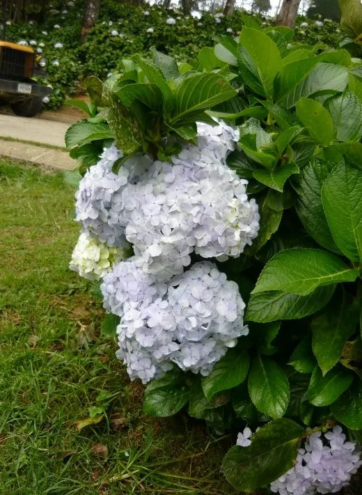 Hortensia.jpg