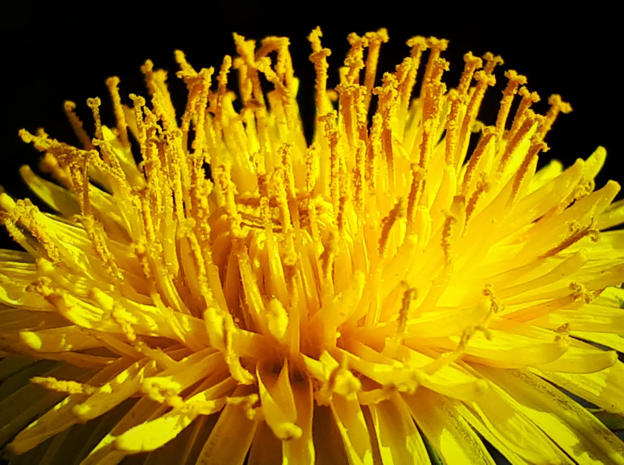 dandelion.jpg